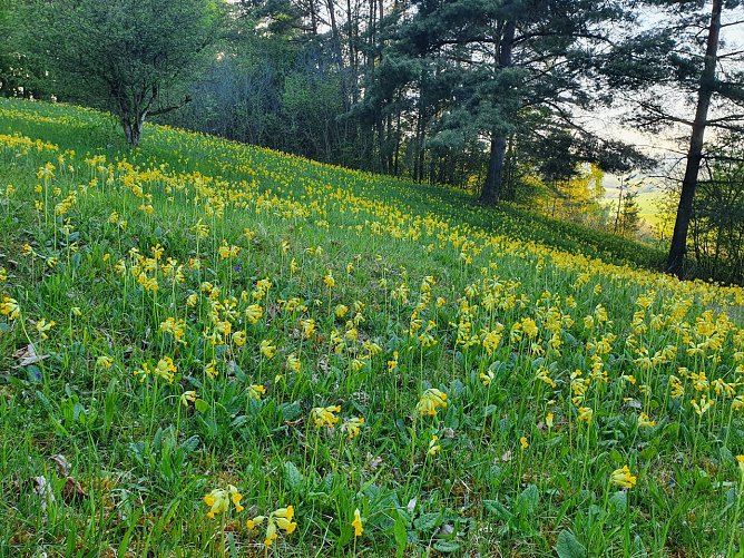 Die einst massenhaft vorkommende Wiesen-Schl&uuml;sselblume (Primula veris) steht wegen massiver R&uuml;ckg&auml;nge mittlerweile in der Vorwarnliste der deutschen Roten Liste. Gef&ouml;rdert durch einsch&uuml;rige Handmahd, tauchen, entgegen dem Trend, tausende Exemplare den von uns seit vielen Jahren gepflegten Halbtrockenrasen allj&auml;hrlich im Fr&uuml;hjahr in ein sattes Gelb. (Foto: Bodo Schwarzberg)