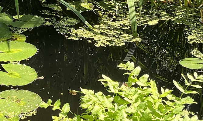 Der Hochsommer legt mal wieder eine Pause ein (Foto: oas)