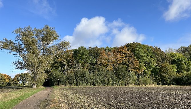 Am Badewäldchen Bad Langensalza (Foto: oas) Am Badewäldchen Bad Langensalza (Foto: oas)