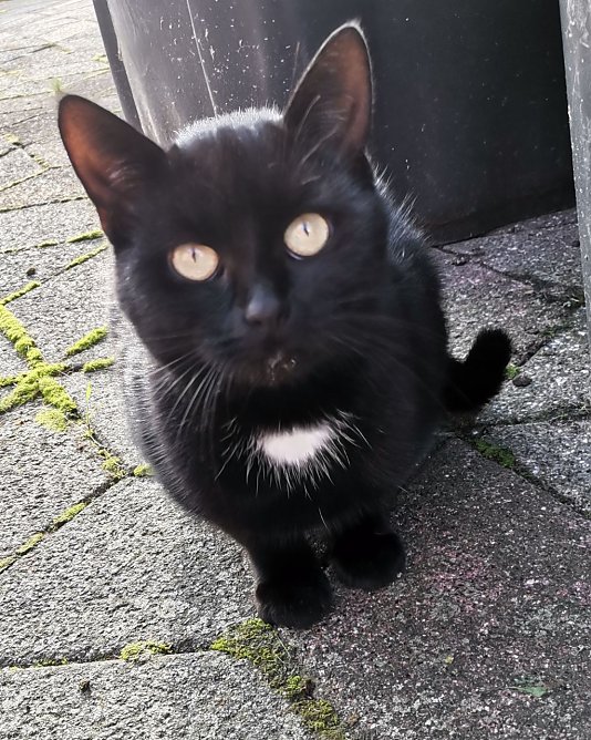 F&uuml;r Gisela ist alles gut ausgegangen, auch weil ein paar Menschen ein "Herz f&uuml;r Streuner" haben (Foto: privat)