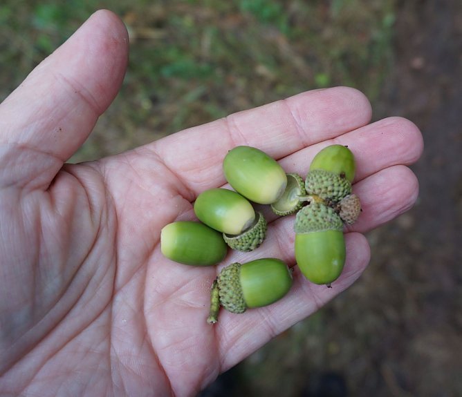 Objekt der Begierde: Die geernteten Eicheln verarbeitet die Th&uuml;ringenForst-A&ouml;R umgehend in den Saatbeeten der betriebseigenen Forstbaumschule in Breitenworbis (Foto: Horst Spro&szlig;mann)