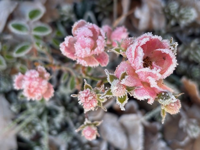 Blume-Zarte Schönheit (Foto: N. Legere) Blume-Zarte Schönheit (Foto: N. Legere)