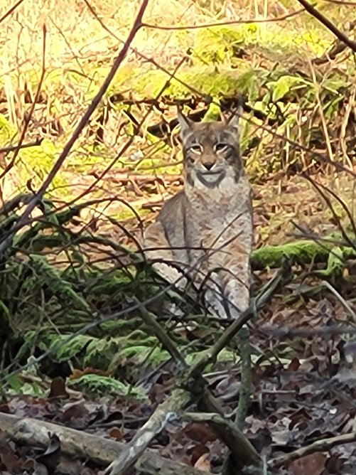 "Sehr fotogen und wachsam" - ein Luchs in der Windl&uuml;cke (Foto: Silke Herbst)