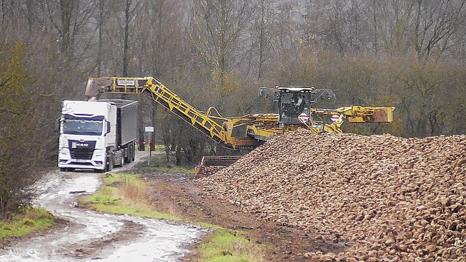 R&uuml;benernte in der Goldenen Aue (Foto: Ulrich Reinboth)