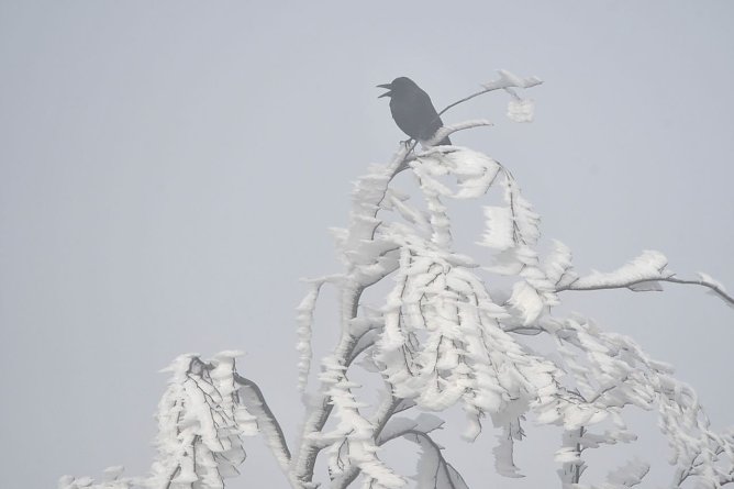 Im Wald stellen Winterstürme für Menschen eine besondere Gefahr dar (Foto: Ralf Sikorski) Im Wald stellen Winterstürme für Menschen eine besondere Gefahr dar (Foto: Ralf Sikorski)
