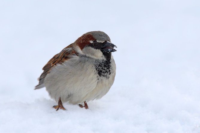 Der Haussperling ist in Th&uuml;ringen auf dem absteigenden Ast (Foto: Frank Drerer)