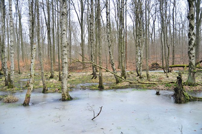Die Moorbirke, Baum des Jahres 2023, ertr&auml;gt zeitweise &Uuml;berflutungen gut � im Gegensatz etwa zur Buche (Foto: Andreas Knoll)
