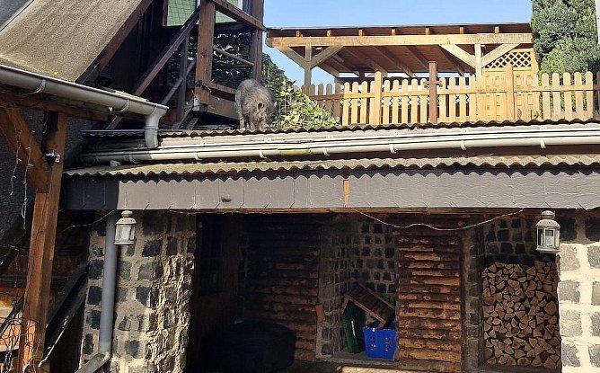 H&auml;ngebauchschwein auf Abwegen (Foto: S.Dietzel)