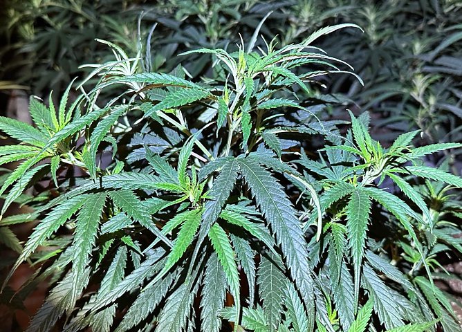 Cannabispflanze (Foto: LPI)