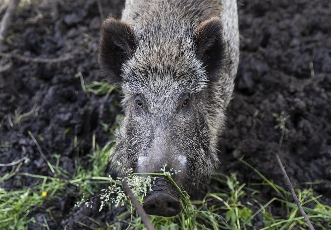 Unf&auml;lle mit Wildschweinen k&ouml;nnen f&uuml;r Menschen lebensgef&auml;hrlich sein. (Foto: &copy; VIER PFOTEN I Sabine Skiba)