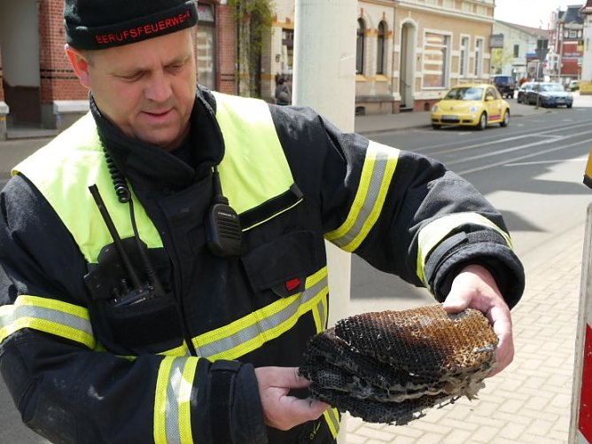 Das Wespennest (Foto: Angelo Glashagel)
