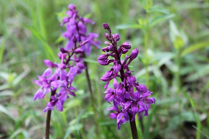 Stattliches Knabenkraut (Foto: ppln)
