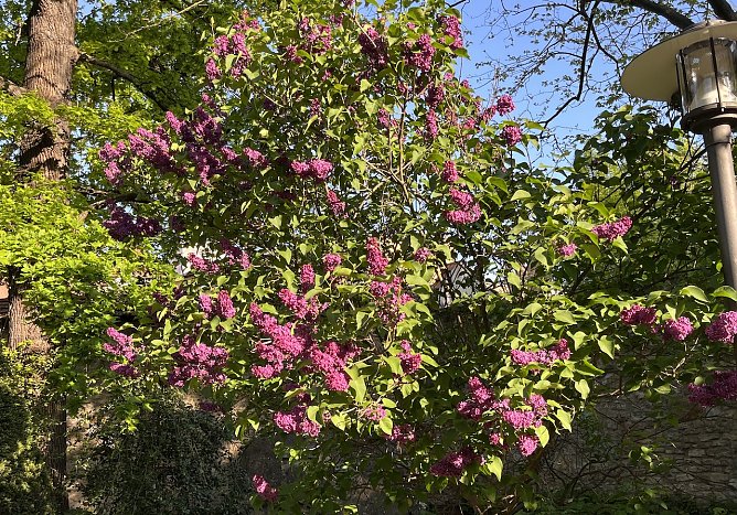Flieder im Park (Foto: oas) Flieder im Park (Foto: oas)