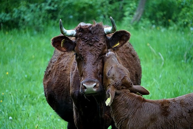 Kuh mit Kalb auf der Weide (1) (Foto: S. Boikat)