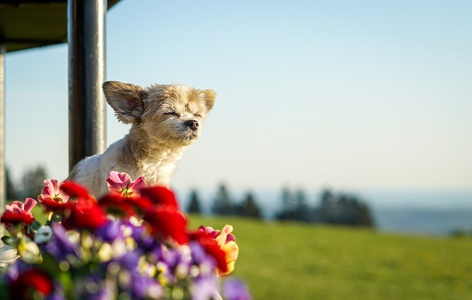 Hund Spike an einer Wanderh&uuml;tte (Foto: Andreas Grunwald)