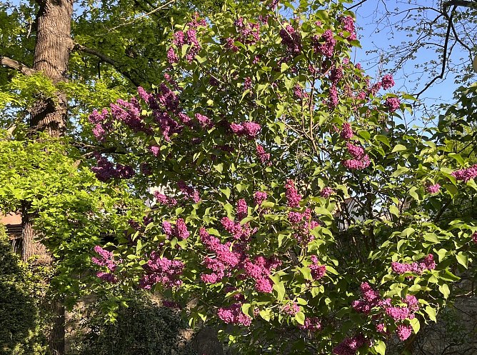 Fliederpracht (Foto: oas)