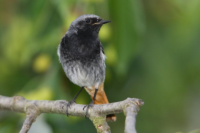 Ein Hausrotschwanz (Foto: Frank Derer)