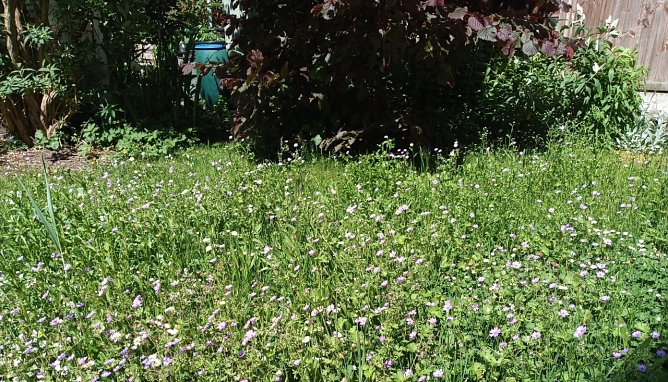 Bl&uuml;hwiese der WBG (Foto: Anton Adlerauge)