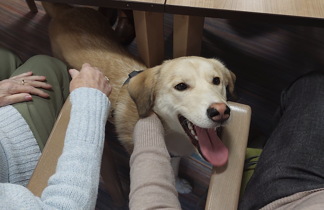 Therapiehund Luke ist nicht mehr wegzudenken (Foto: Landhaus am Schlosspark) Therapiehund Luke ist nicht mehr wegzudenken (Foto: Landhaus am Schlosspark)
