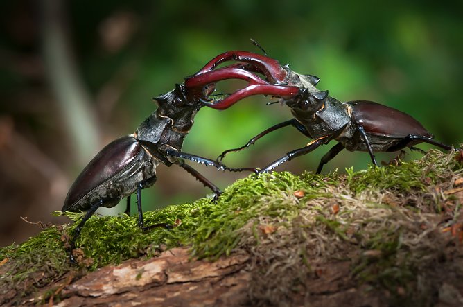 Imposante Erscheinung: Der Hirschkäfer (Foto: NABU/Anne Rollero) Imposante Erscheinung: Der Hirschkäfer (Foto: NABU/Anne Rollero)