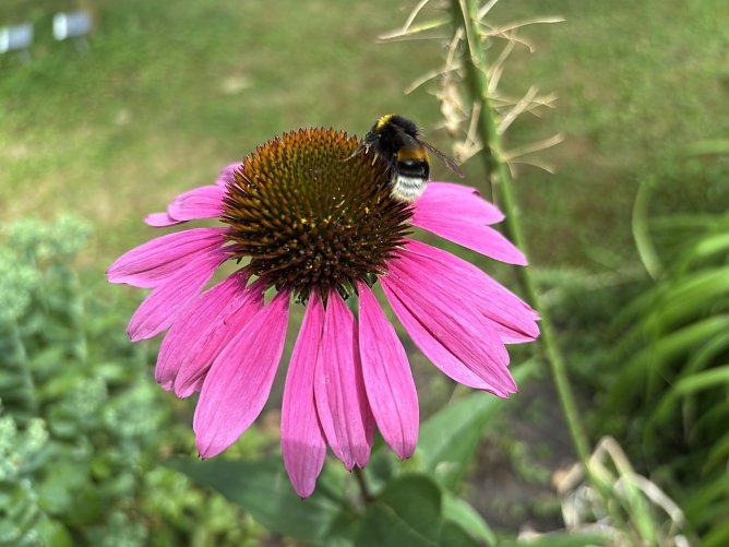 Die fleißigen Nektarsammler sind allerorten unterwegs (Foto: oas) Die fleißigen Nektarsammler sind allerorten unterwegs (Foto: oas)