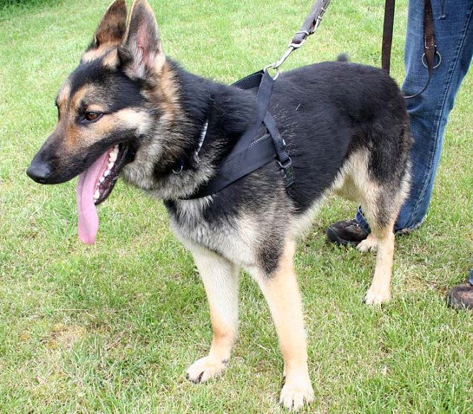 Herrchen oder Frauchen gesucht (Foto: rh) Herrchen oder Frauchen gesucht (Foto: rh)