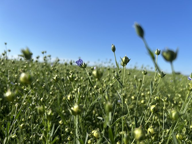 Flachsblüte bei Leimbach (Foto: Susanne Thümel) Flachsblüte bei Leimbach (Foto: Susanne Thümel)