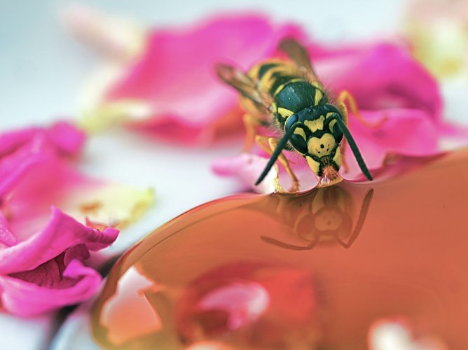 Deutsche Wespe, Vespula germanica, am Honig zu sehen (Foto: NABU/CEWE/Karl H. Brudke) Deutsche Wespe, Vespula germanica, am Honig zu sehen (Foto: NABU/CEWE/Karl H. Brudke)