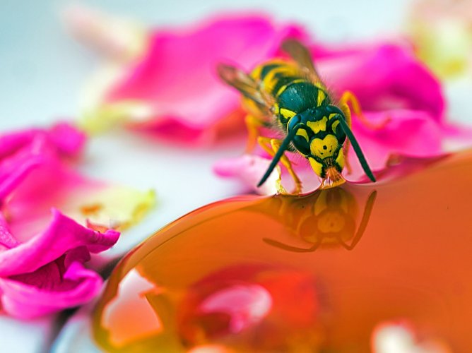 Eine Wespe labt sich am Honig (Foto: H. Brudke)