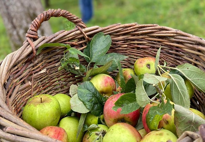 Apfelernte (Foto: IG Streuobst)