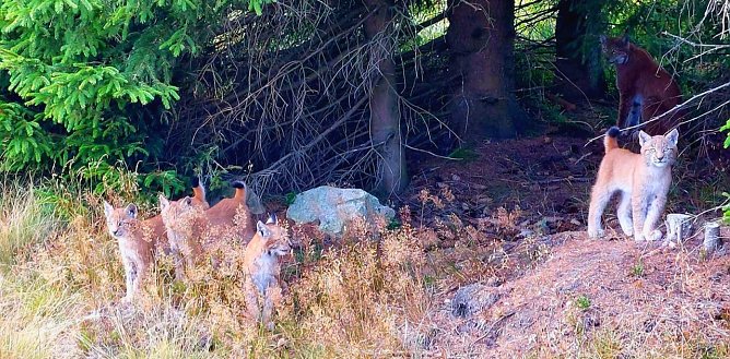 Luchsfamilie im Harz (Foto: Manfred Werner) Luchsfamilie im Harz (Foto: Manfred Werner)