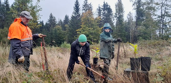 Hier werden Edelkastanien gepflanzt (Foto: Forstamt Bleicherode Südharz) Hier werden Edelkastanien gepflanzt (Foto: Forstamt Bleicherode Südharz)