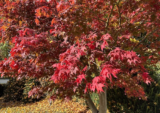 Es wird wieder milder (Foto: oas) Es wird wieder milder (Foto: oas)