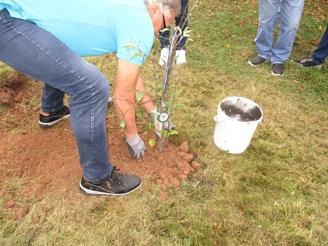 Noch ist das Apfelbäumchen eine zarte Pflanze die nun gut wachsen soll (Foto: Katharina Hille) Noch ist das Apfelbäumchen eine zarte Pflanze die nun gut wachsen soll (Foto: Katharina Hille)