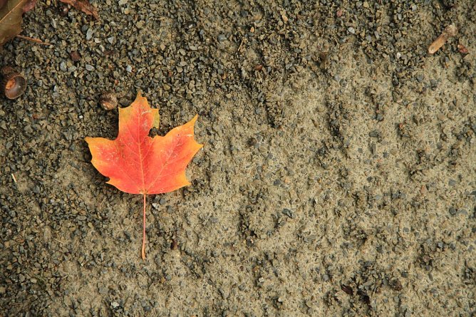 Nicht nur schön: Laub im Herbst (Foto: agl) Nicht nur schön: Laub im Herbst (Foto: agl)
