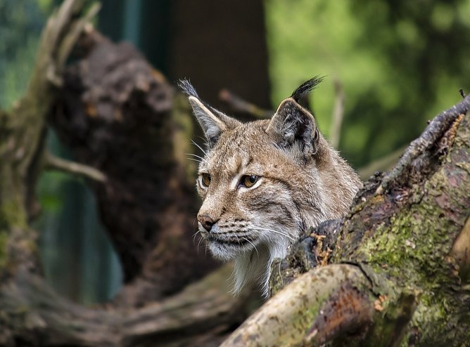 Symbolbild Luchs (Foto: Pixabay-VenomDesign) Symbolbild Luchs (Foto: Pixabay-VenomDesign)