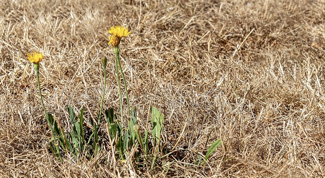 Das Jahr 2025 war in Th&uuml;ringen von Trockenheit gepr&auml;gt, Symbolbild (Foto: Myriams-Fotos/pixabay.com)