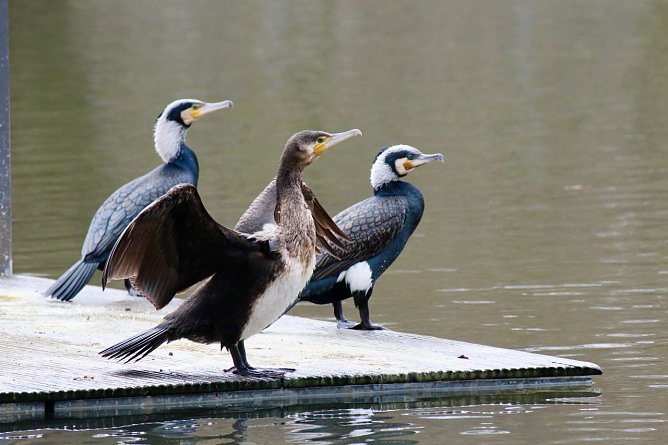 Archivbild: Kormorane am Teich im Stadtpark.  (Foto: emw)