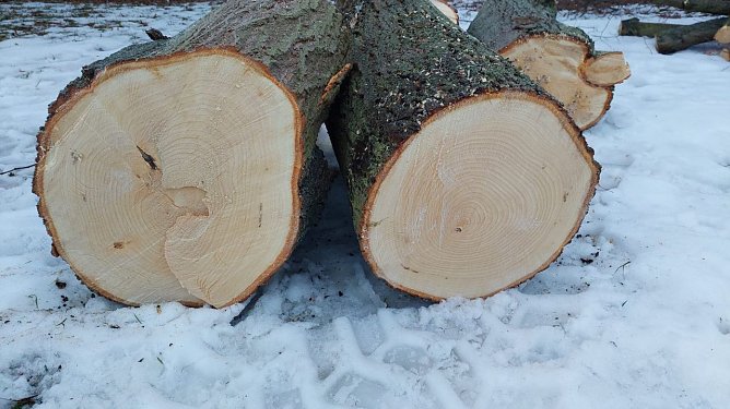 B&auml;ume sehen noch sehr gesund und vital aus (Foto: privat)