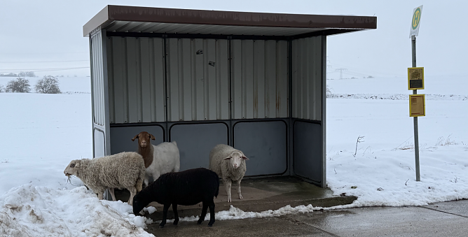 Die Tiere standen zeitweise an einer Bushaltestelle. (Foto: Silvio Dietzel) Die Tiere standen zeitweise an einer Bushaltestelle. (Foto: Silvio Dietzel)