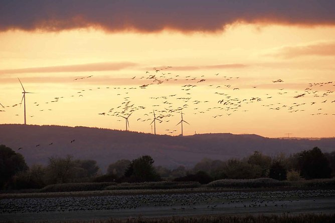 Derzeit sind viele Kraniche auf ihrem Rückflug in den Norden. (Foto: Archivbild: Peter Blei) Derzeit sind viele Kraniche auf ihrem Rückflug in den Norden. (Foto: Archivbild: Peter Blei)