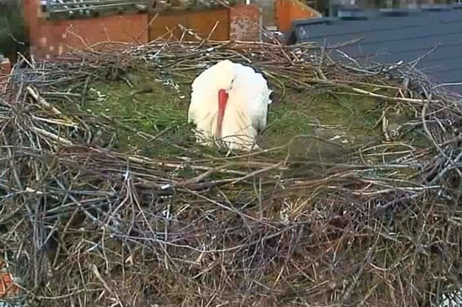 Der erste Storch landete in Görsbach am 15. Februar. (Foto: Andreas Rezhak) Der erste Storch landete in Görsbach am 15. Februar. (Foto: Andreas Rezhak)