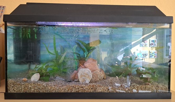 In das Aquarium soll in den n&auml;chsten Wochen Leben einziehen. (Foto: Britta Lohre)