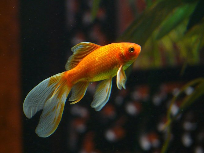 Ein Goldfisch im Aquarium. (Foto: Hans Veil/ Pixabay ) Ein Goldfisch im Aquarium. (Foto: Hans Veil/ Pixabay )