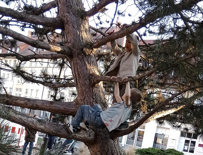 Kinder auf der Kletterkiefer am Blasii-Kirchplatz (Foto: Frank Tuschy)
