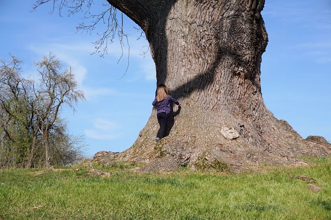 Die alte Stieleiche hat einen rund sieben Meter dicken Umfang. (Foto: ssc) Die alte Stieleiche hat einen rund sieben Meter dicken Umfang. (Foto: ssc)
