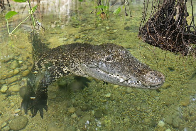 Der Neuankömmling im Tiergarten Schönbrunn (Foto: Daniel Zupanc) Der Neuankömmling im Tiergarten Schönbrunn (Foto: Daniel Zupanc)