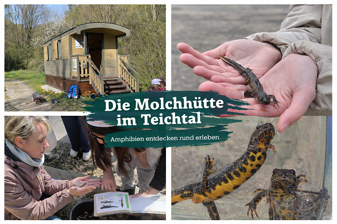 Die Molchhütte im Teichtal (Foto: Landsschaftspflegeverband Südharz/Kyffhäuser) Die Molchhütte im Teichtal (Foto: Landsschaftspflegeverband Südharz/Kyffhäuser)