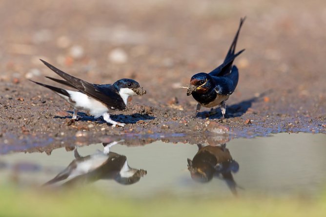 Mehl- und Rauchschwalbe nebeneinander (Foto: Matthias Schäf/NABU) Mehl- und Rauchschwalbe nebeneinander (Foto: Matthias Schäf/NABU)