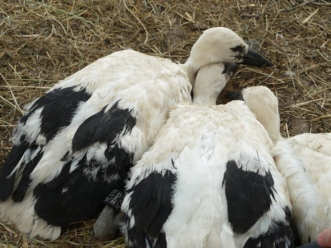 3 Jungst&ouml;rche mit Identifikationsberingung (Foto: Angelo Glashagel)
